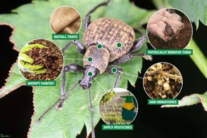 How do you get rid of black vine weevils