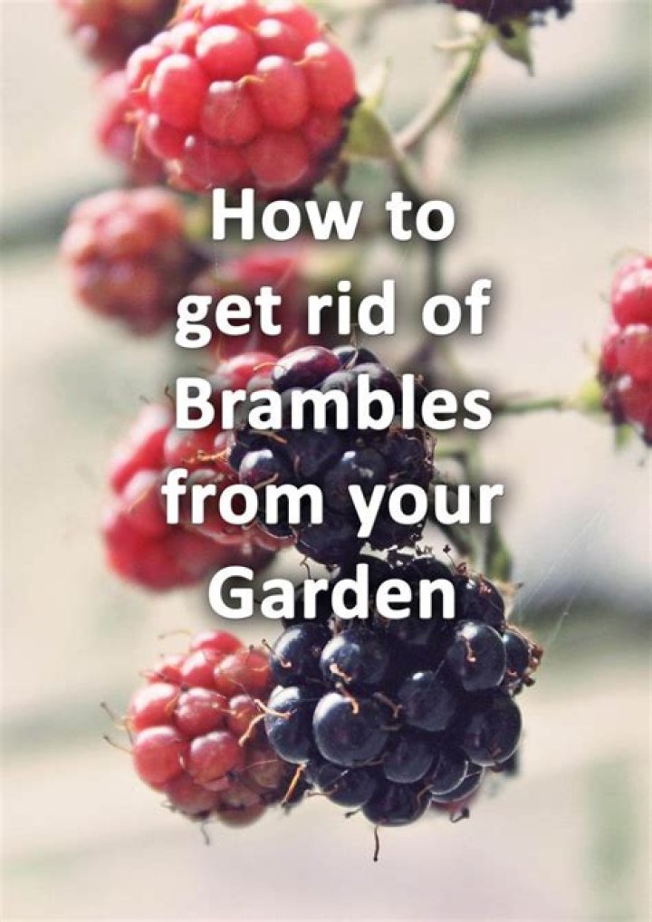 How do you get rid of garden brambles