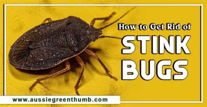 How do you get rid of stink bugs out of your house