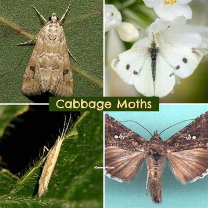 How do you get rid of white cabbage moths