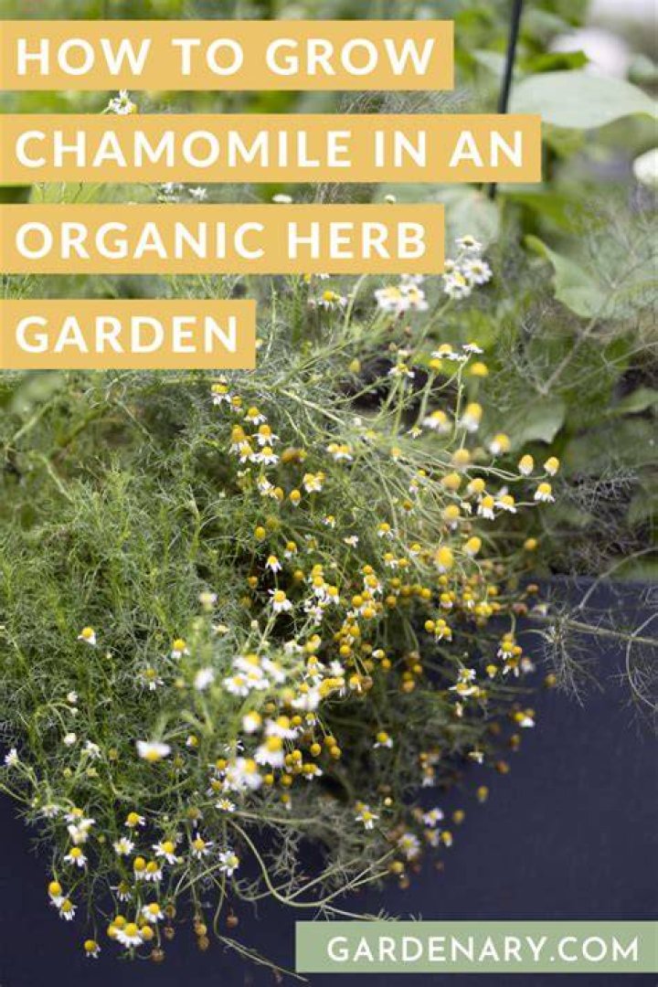 How do you grow a chamomile plant