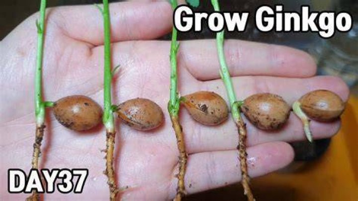 How do you grow ginkgo from seed