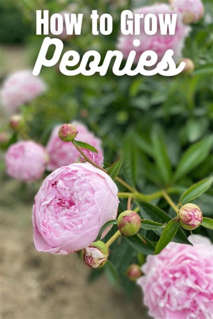 How do you grow peonies in Oregon