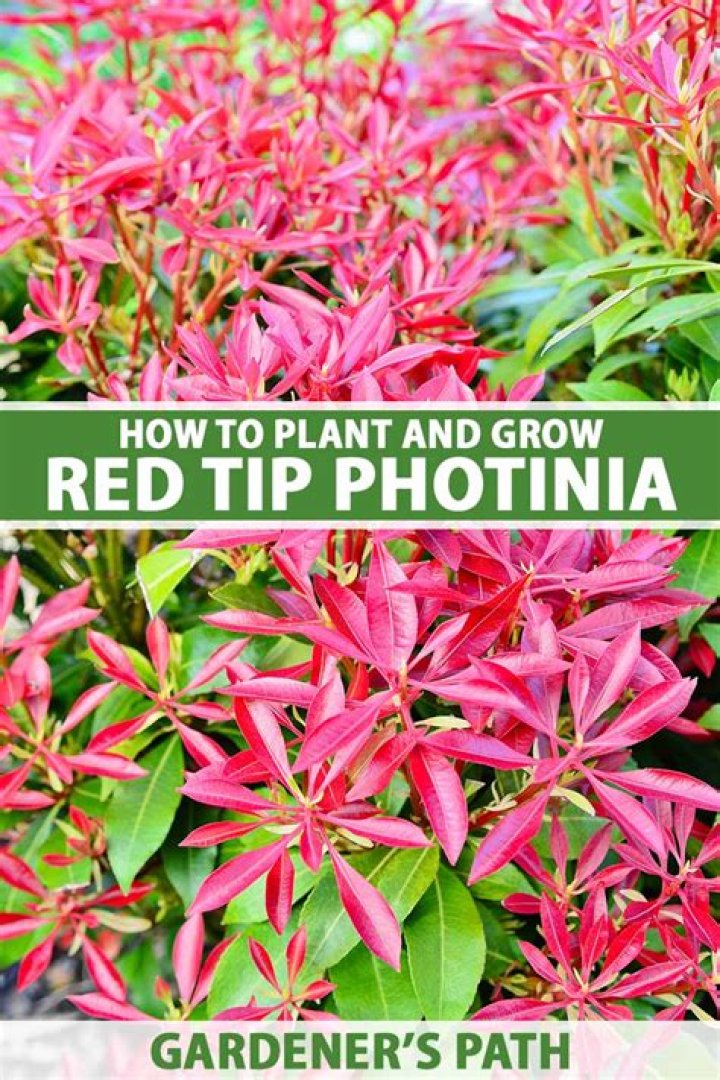 How do you grow Photinia