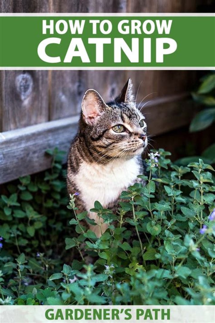 How do you grow potent catnip