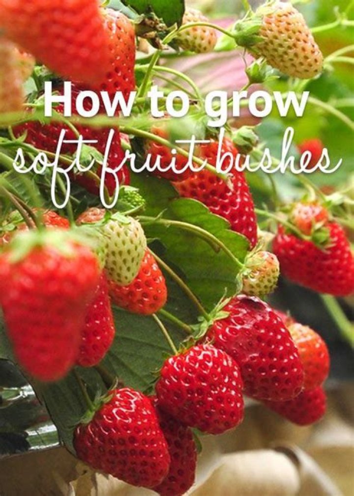 How do you grow soft fruit