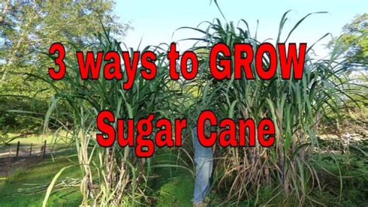 How do you grow sugar cane