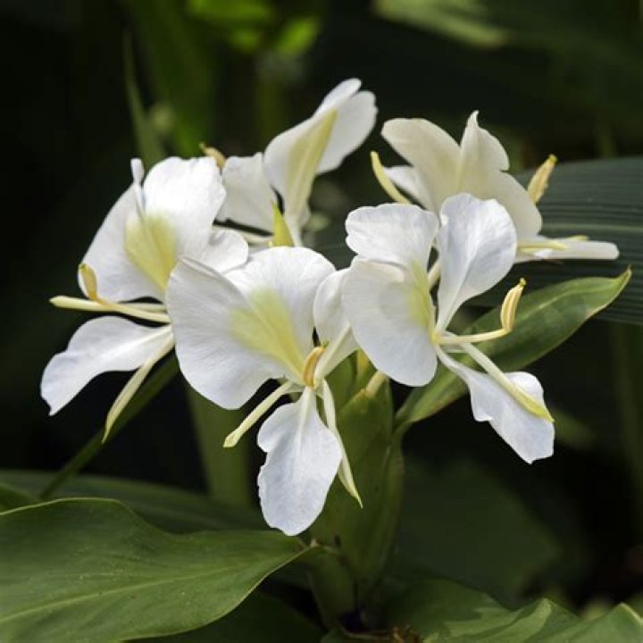 How do you grow white ginger flowers