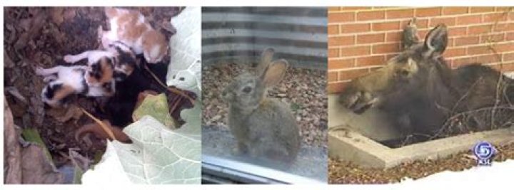 How do you keep animals out of window wells