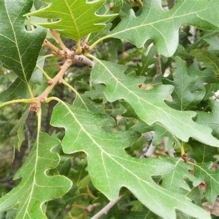 How do you kill scrub oak