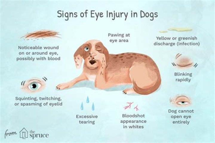 How do you know if your dog has eye cancer