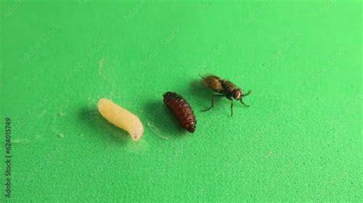How do you know if your pupa is alive