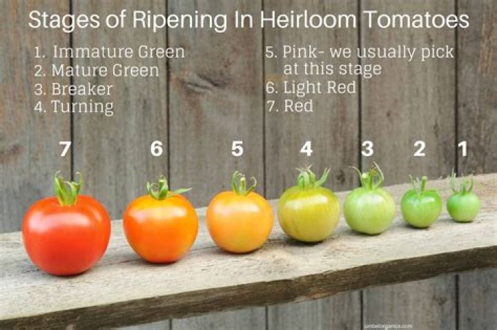 How do you know when a lime green tomato is ripe