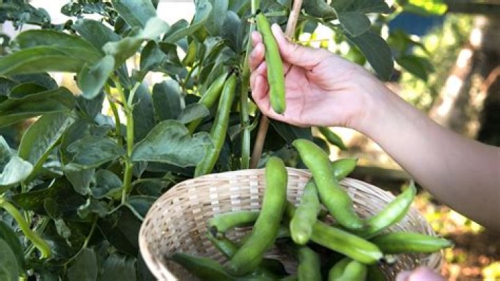 How do you know when to pick broad beans