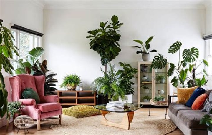 How do you organize plants in a small living room