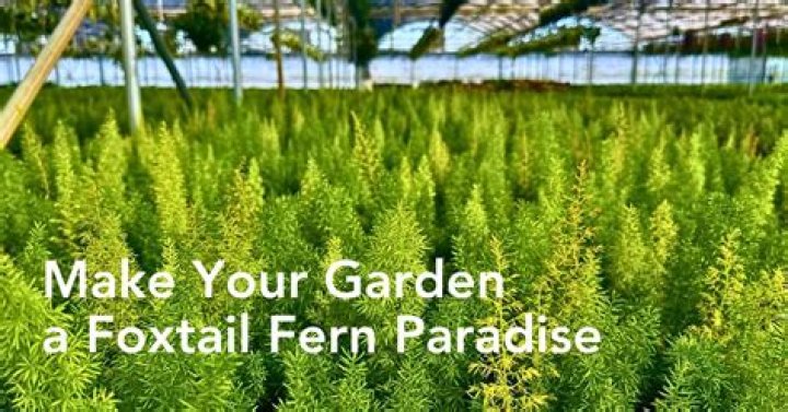 How do you overwinter a foxtail fern