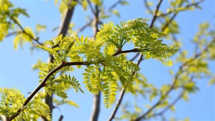 How do you plant a honey locust tree