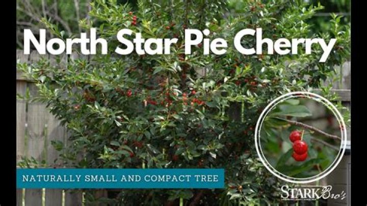 How do you plant a North Star cherry tree