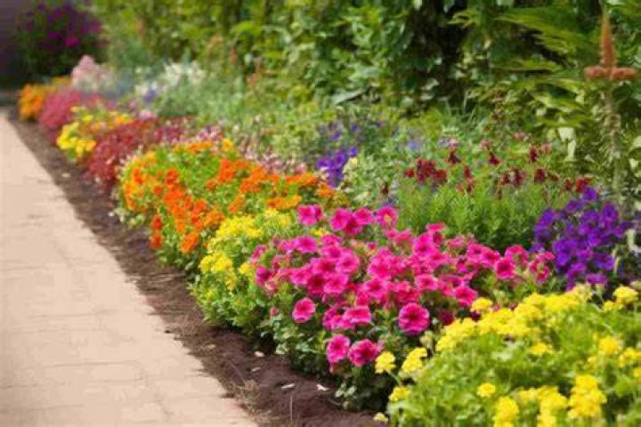 How do you plant an annual flower garden