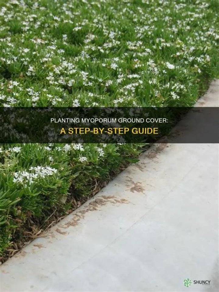 How do you plant myoporum on a slope