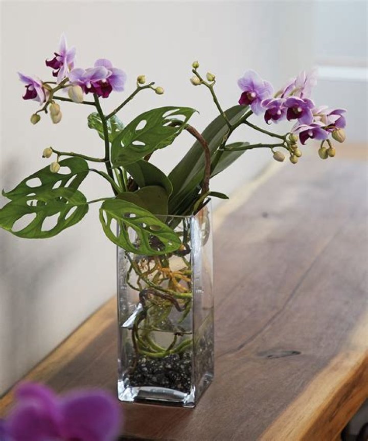 How do you plant Reed orchids