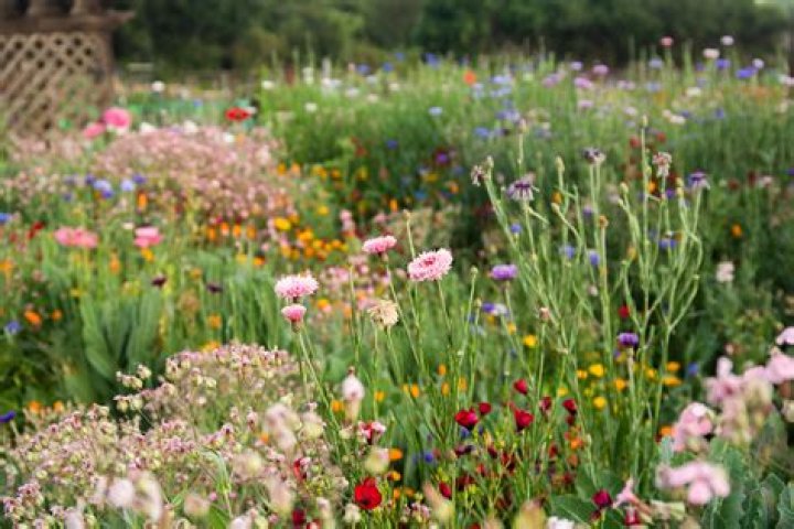 How do you plant wildflowers in the fall
