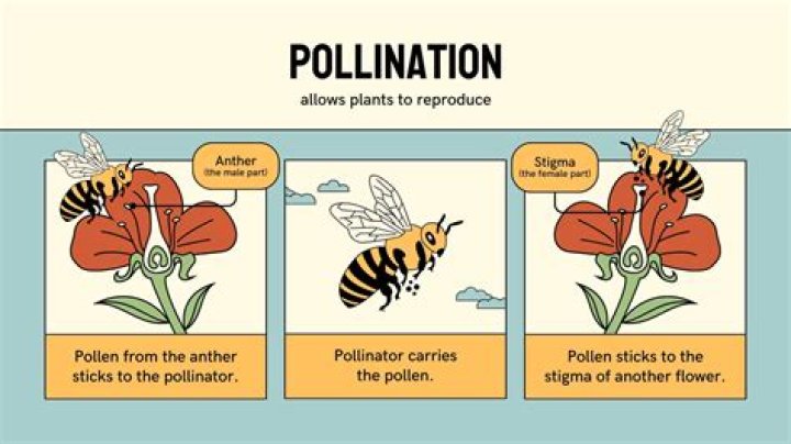 How do you pollinate a rose