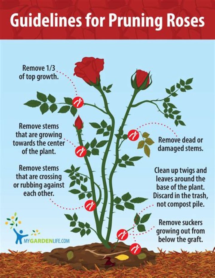 How do you prune a Bonica rose