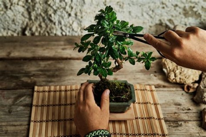 How do you prune a bonsai ginseng plant