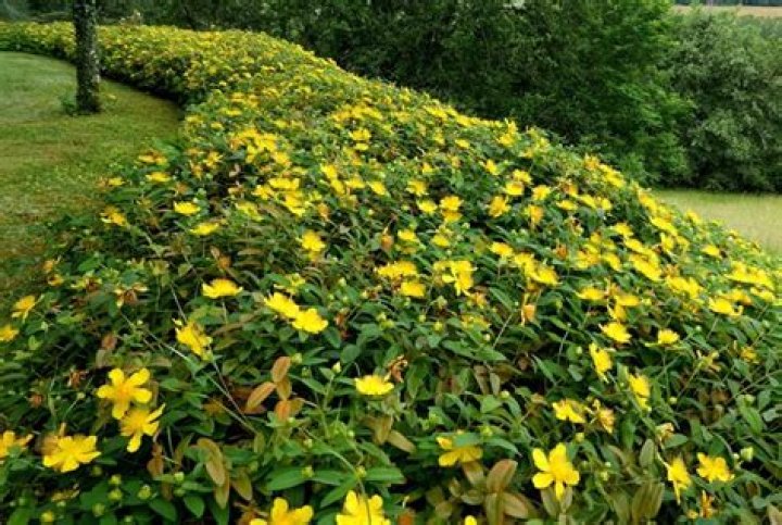 How do you prune a Hypericum Hidcote