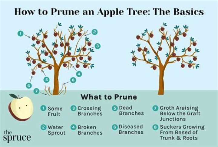 How do you prune a pear and apple tree