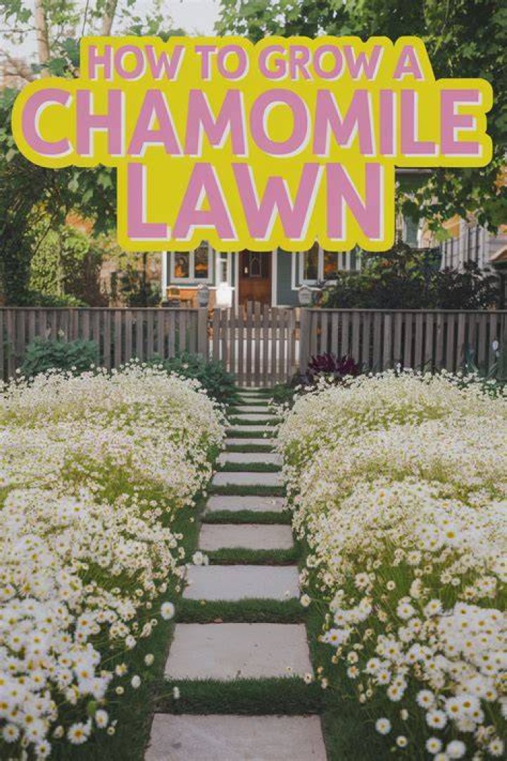 How do you start a chamomile lawn