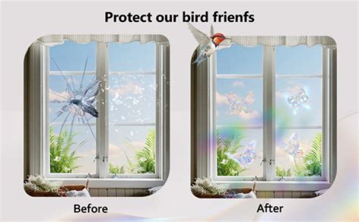 How do you stop birds from hitting your windows