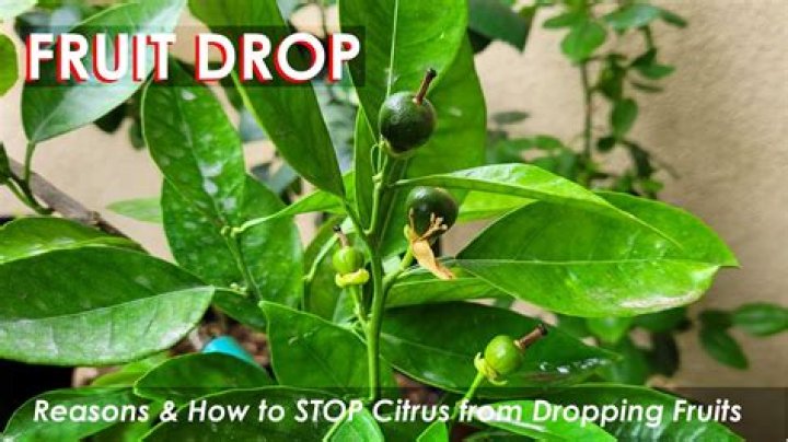 How do you stop citrus fruit from dropping