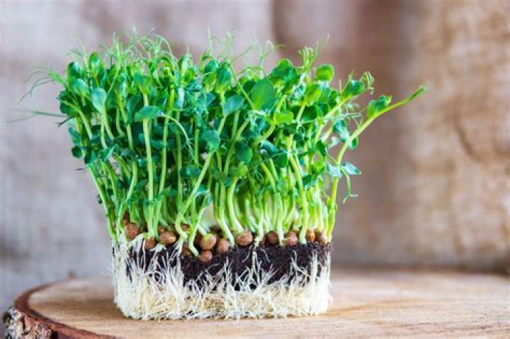 How do you store pea shoots