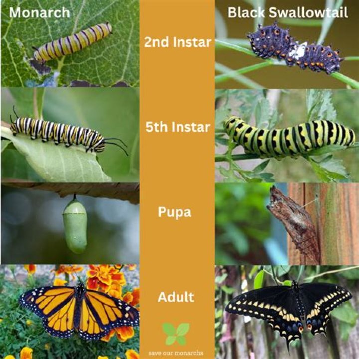How do you take care of a black swallowtail caterpillar