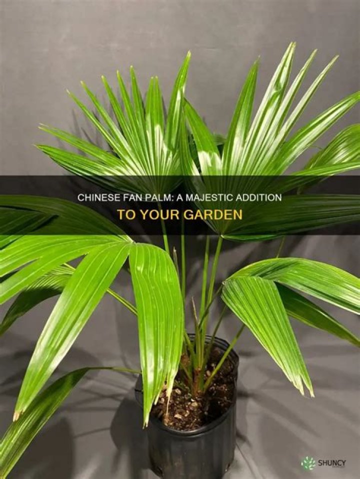 How do you take care of a Chinese fan palm