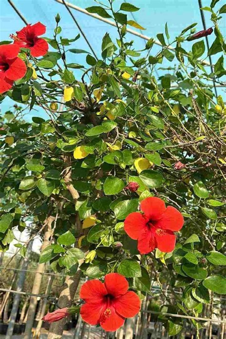 How do you take care of a Chinese hibiscus plant