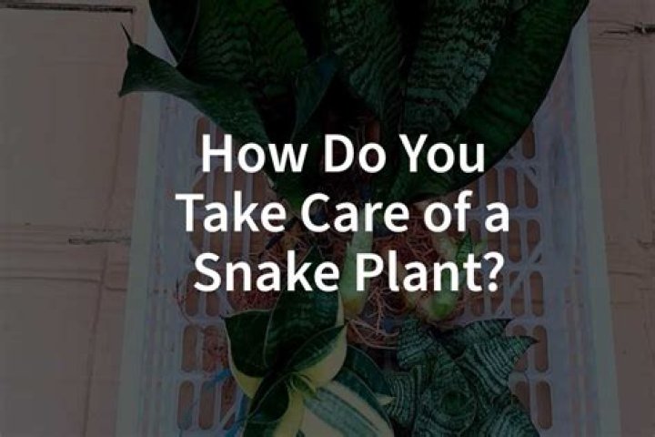 How do you take care of a flat cactus