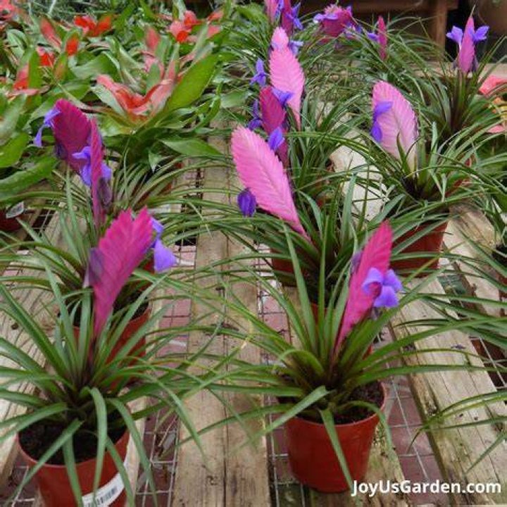 How do you take care of a pink bromeliad