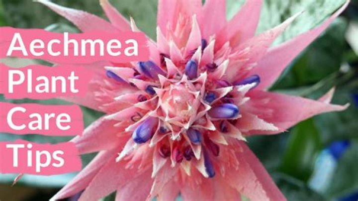 How do you take care of aechmea Primera