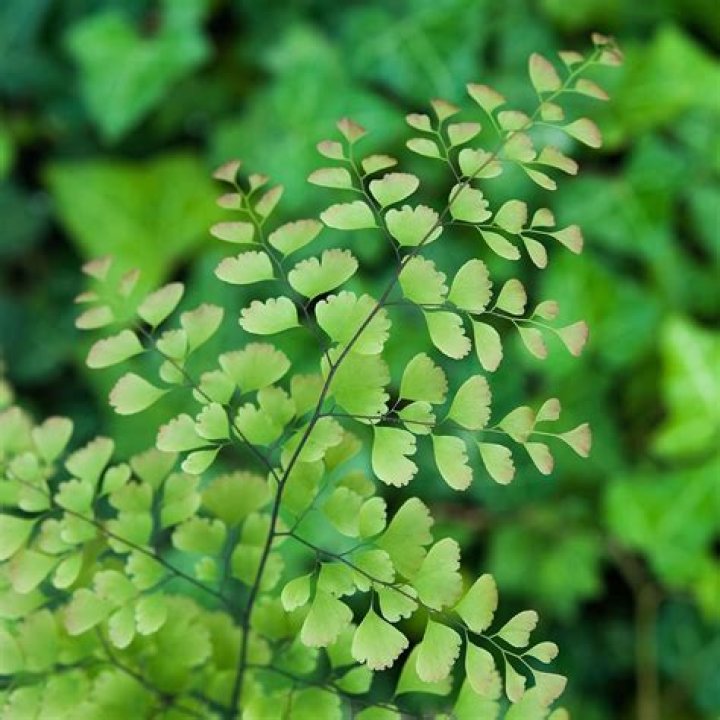 How do you take care of an adiantum Fern