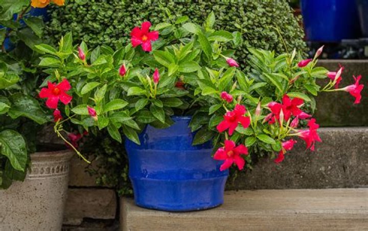 How do you take care of Red Mandevilla