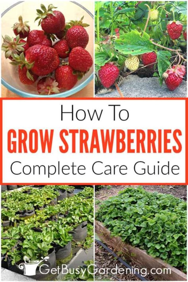 How do you take care of strawberry trees