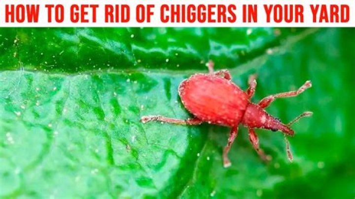 How do you tell if you have chiggers in your yard