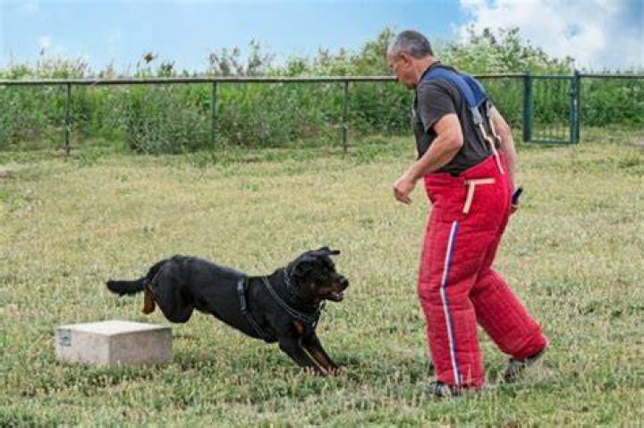 How do you train a Rottweiler to be a guard dog