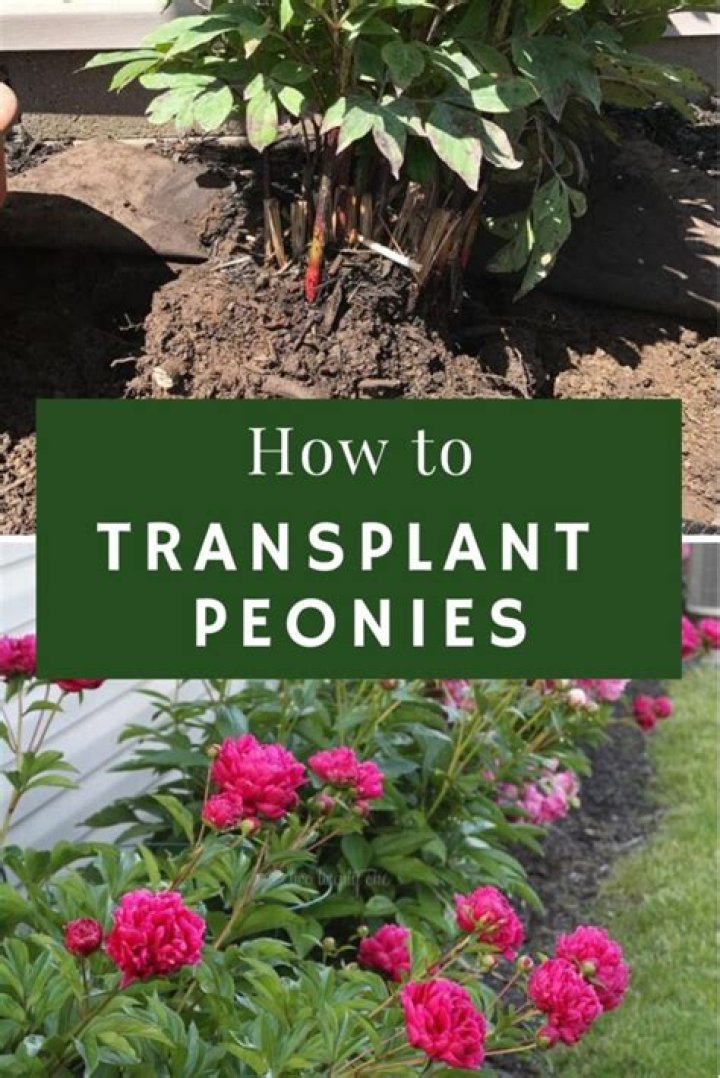How do you transplant cardoons