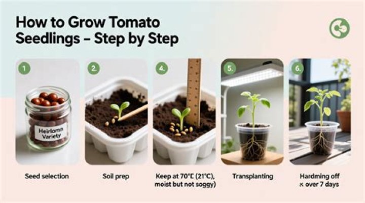How do you transplant tomato seedlings after germination