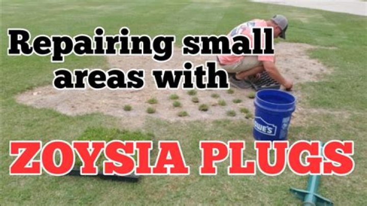 How do you transplant Zoysia grass plugs