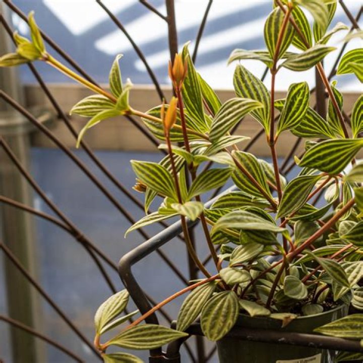 How do you treat parallel Peperomia